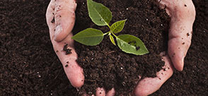 Photo of potting soil